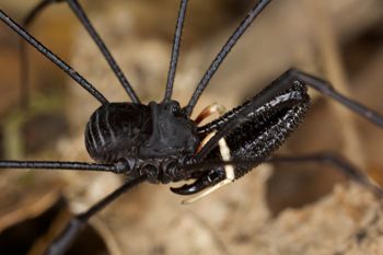 Media type: image;   Invertebrate Zoology 29215